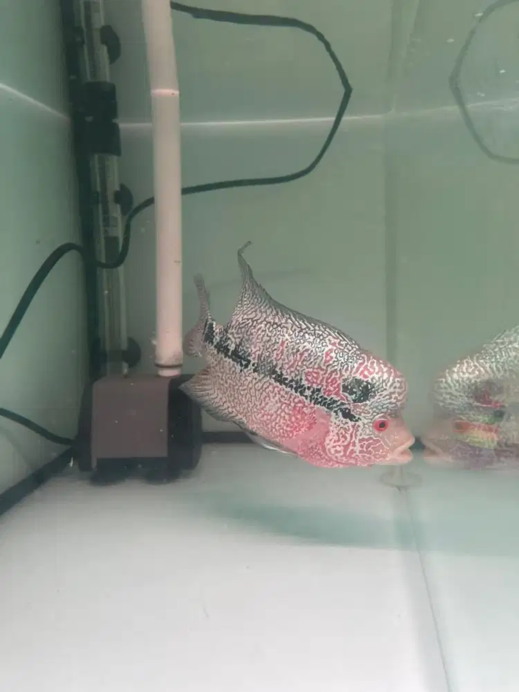 LOUHAN CENCU MARKING FULL EKOR LEBAR