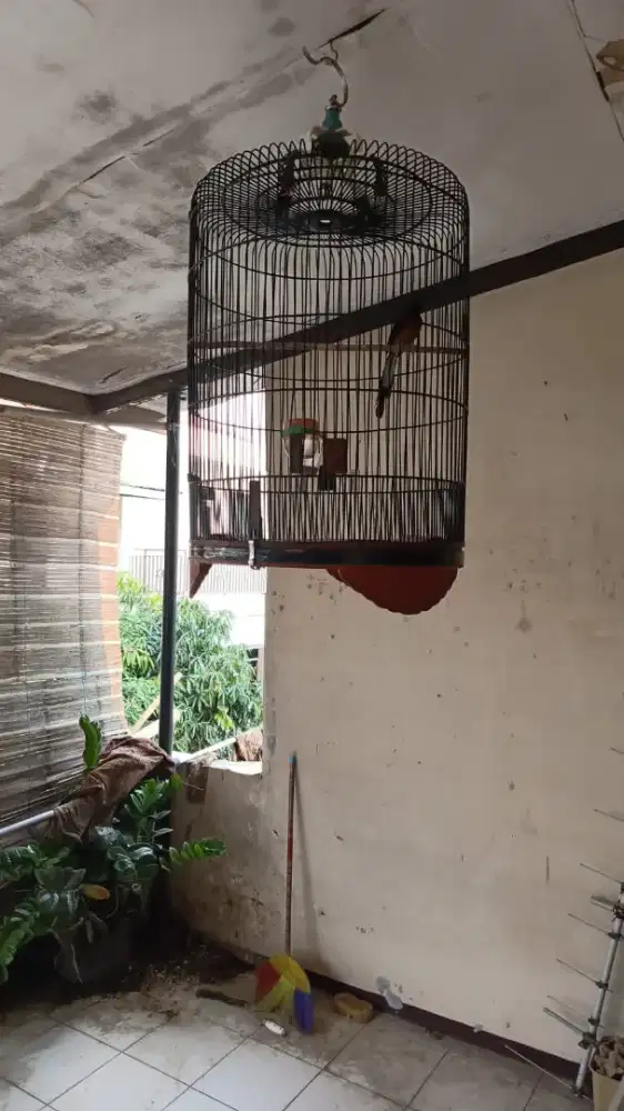 Jasa penitipan burung