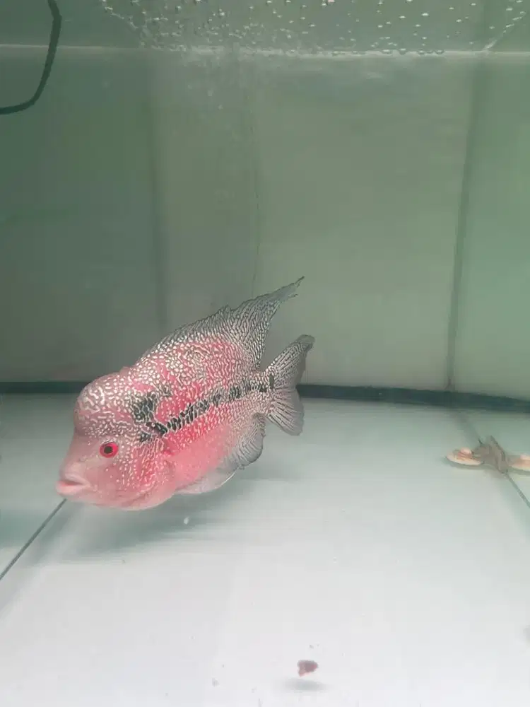 LOUHAN CENCU EKOR LEBAR BODY ASIK