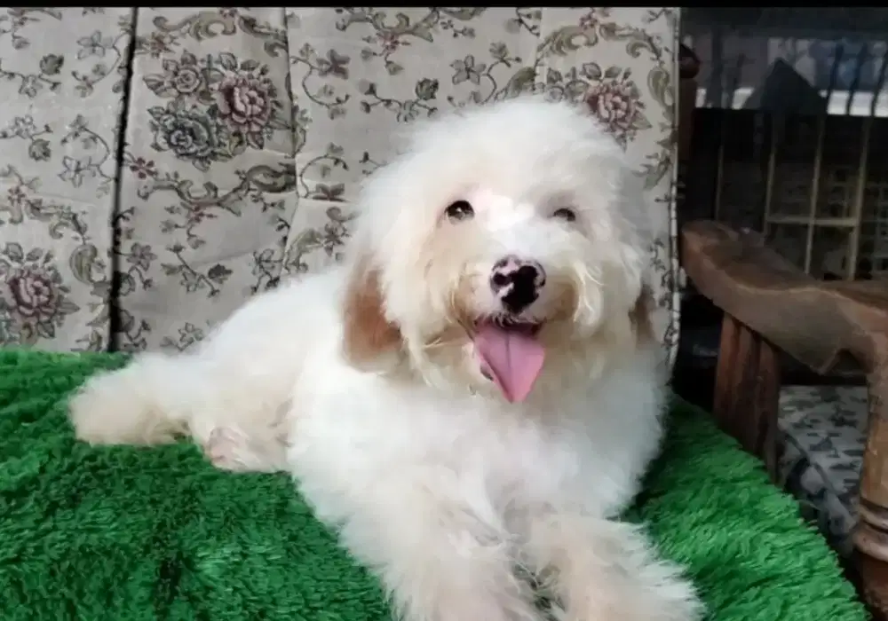 Jual anjing poodle