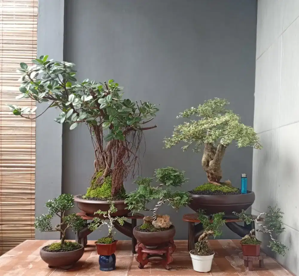 Borongan murah mini bonsai ada 7 pohon