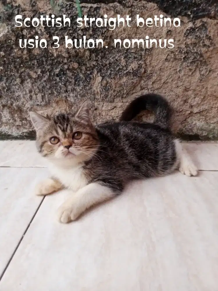 Kucing Scottish straight