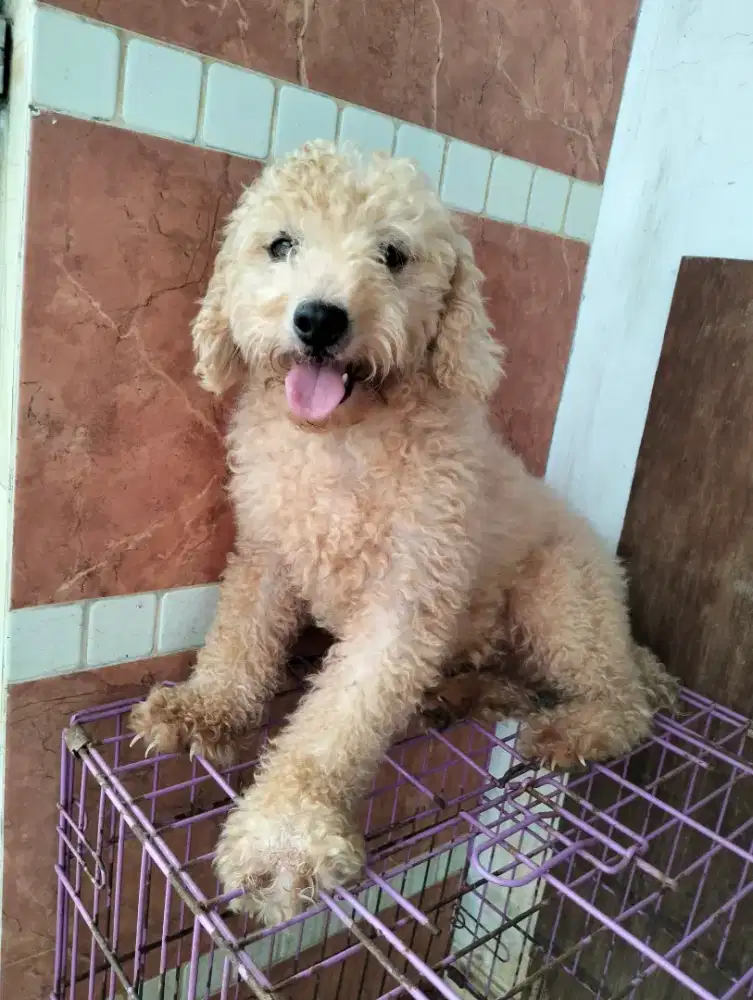 Jual poodle jantan