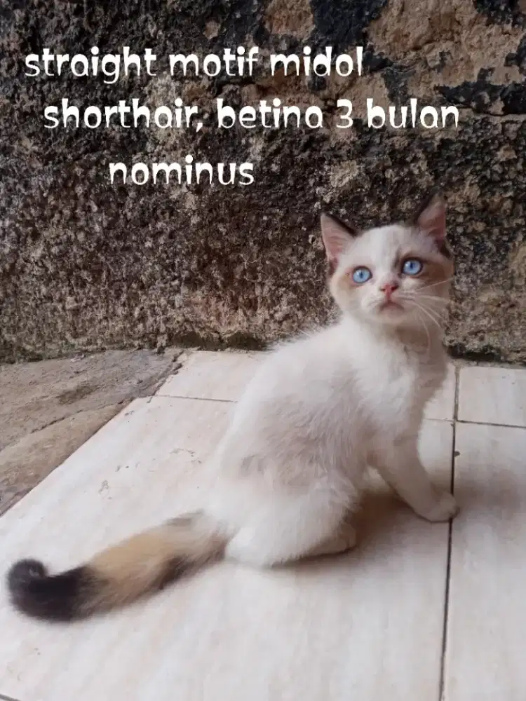 Kucing Scottish straight