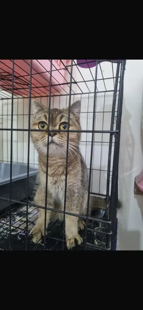 Bsh mix muchkin import