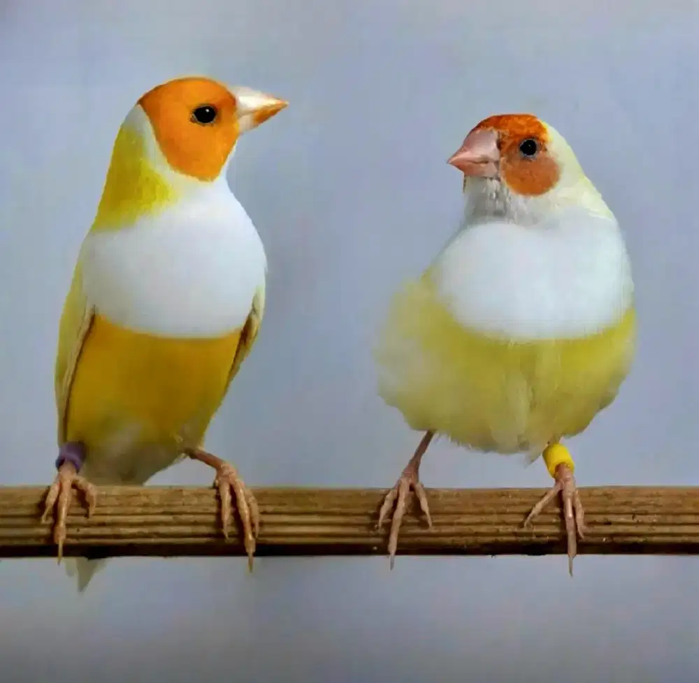 Gould Amadine Kuning