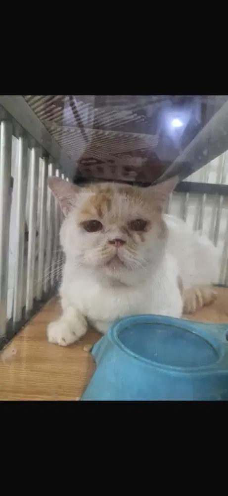 Kucing bsh mix bigbone