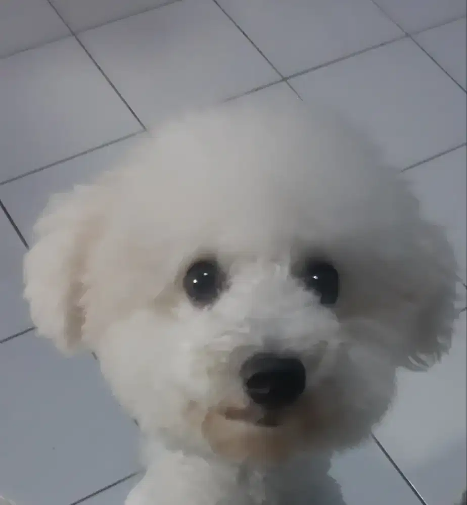 Bichon Frise Champ Bloodlines