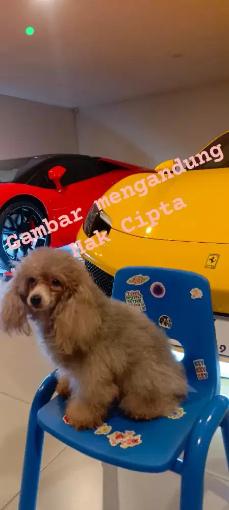 Peliharaan poodle silver