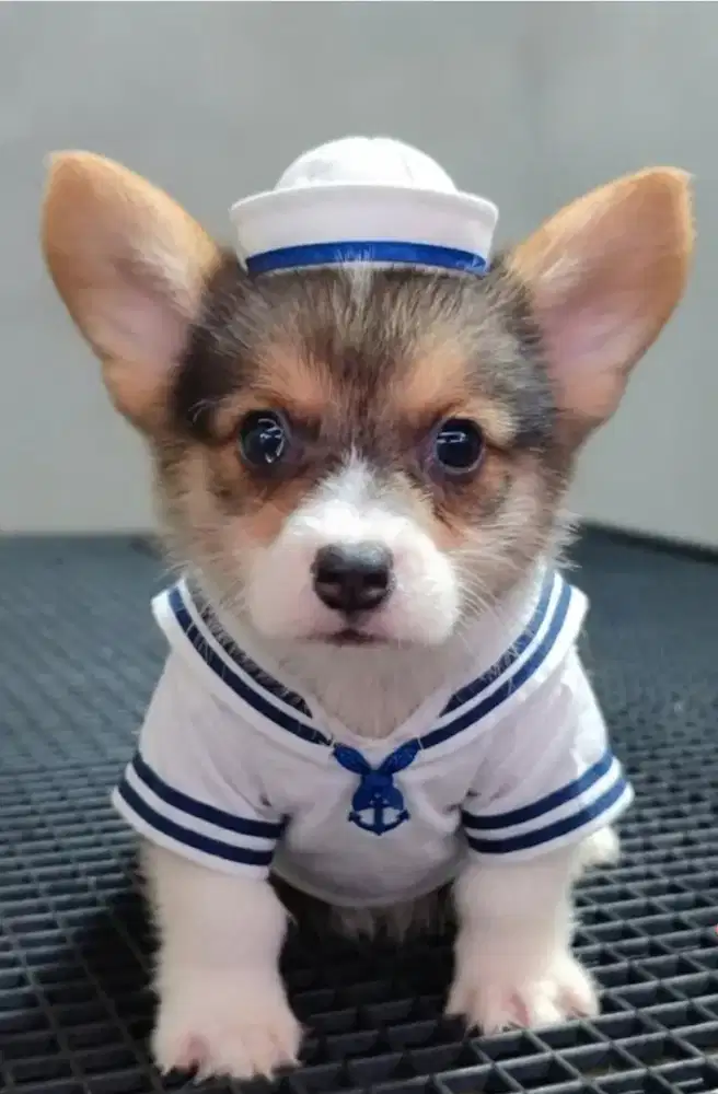 Corgi jantan black tan