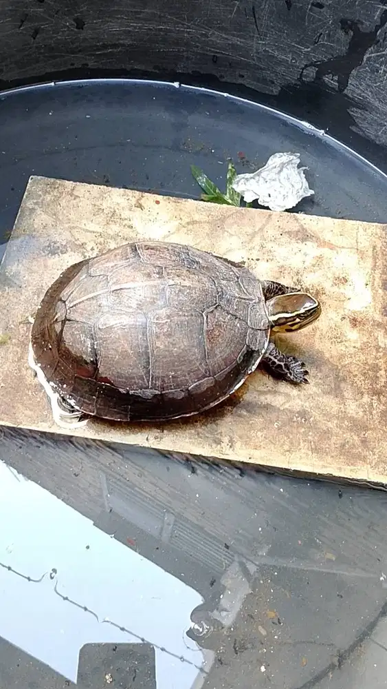 Kura kura (panjang 14cm, lebar 12cm)