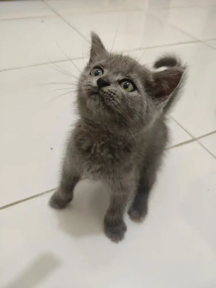 Lepas Adopsi Kitten BSH (British Shorthair)