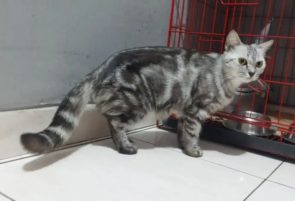Scottish Straight Silver Tabby Female