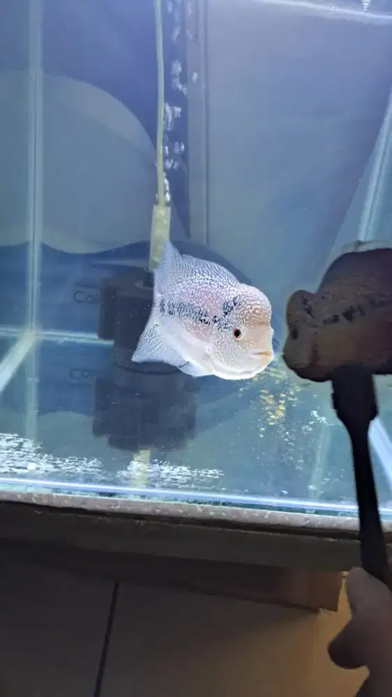 Cencu ukuran  15 cm -+genetik merah.