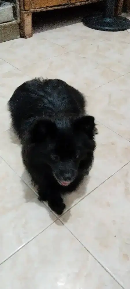 OPEN ADOPT INDUKAN JANTAN DAN BETINA GNT PAKAN HRG NETT