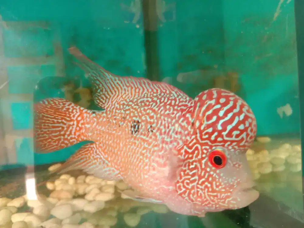 Ikan louhan Cencu GB