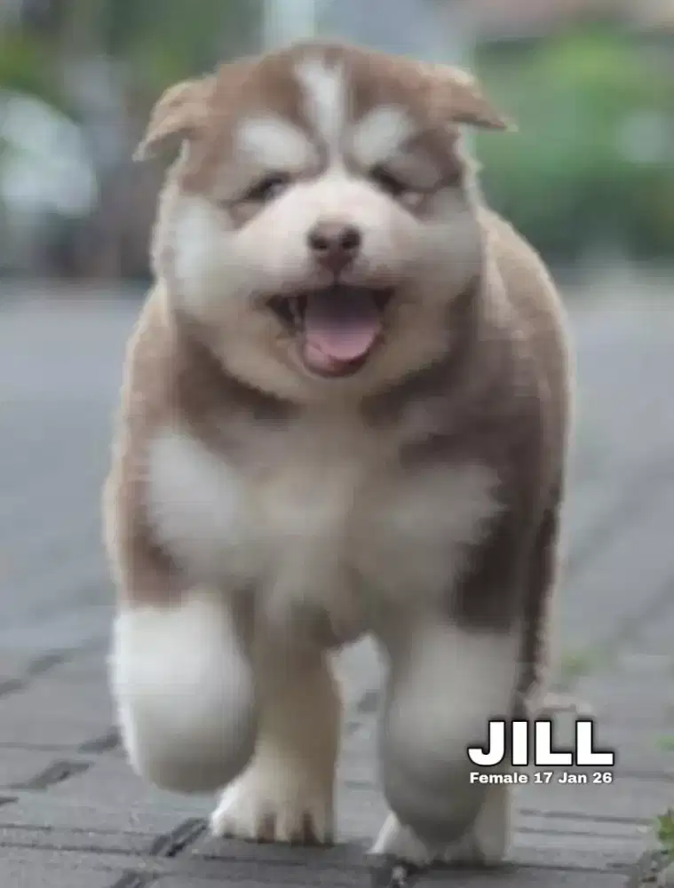 Husky coklat betina •JILL•