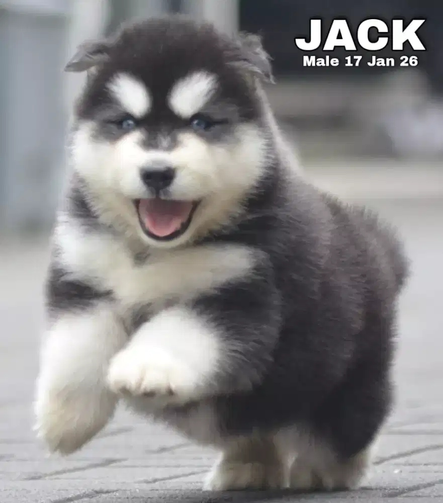 Husky hitam jantan •JACK•