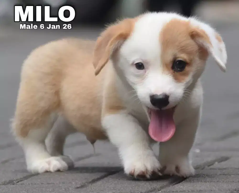 Corgi sable jantan •MILO•