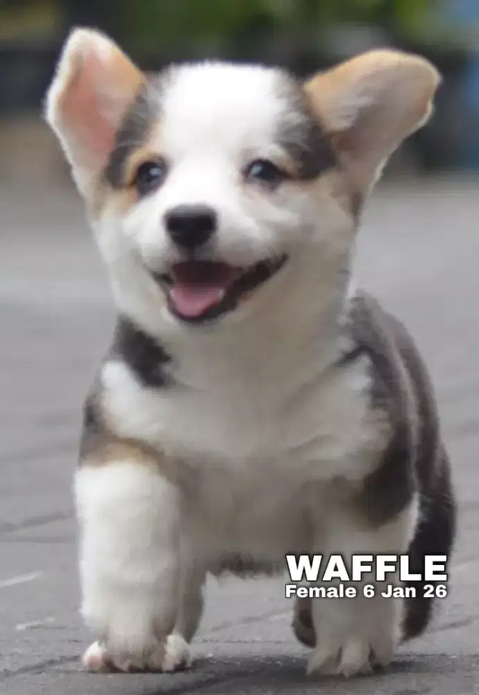 Corgi tricolor betina •WAFFLE•