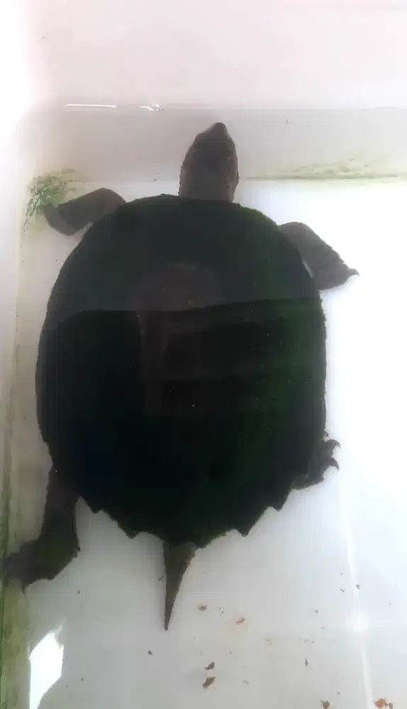 Kura kura daun dan ambon