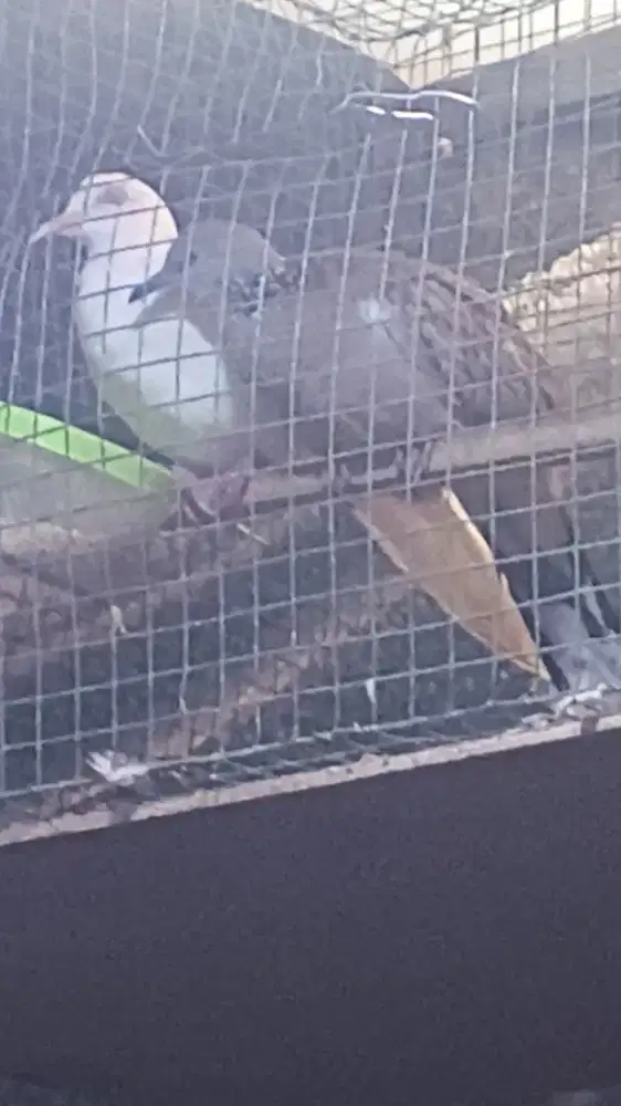 Tekukur sepasang jantan bs 1$2 & bethina kuk 3 alam