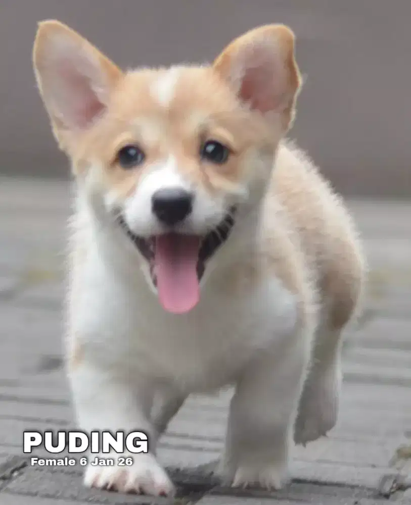 Corgi sable betina •PUDING•