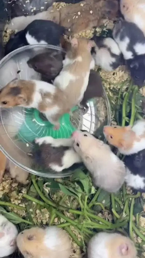 Hamster Syrian Hobi dan Koleksi Mainan Anak