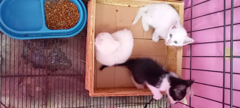 Adofsi anak kucing umur 2 bulan