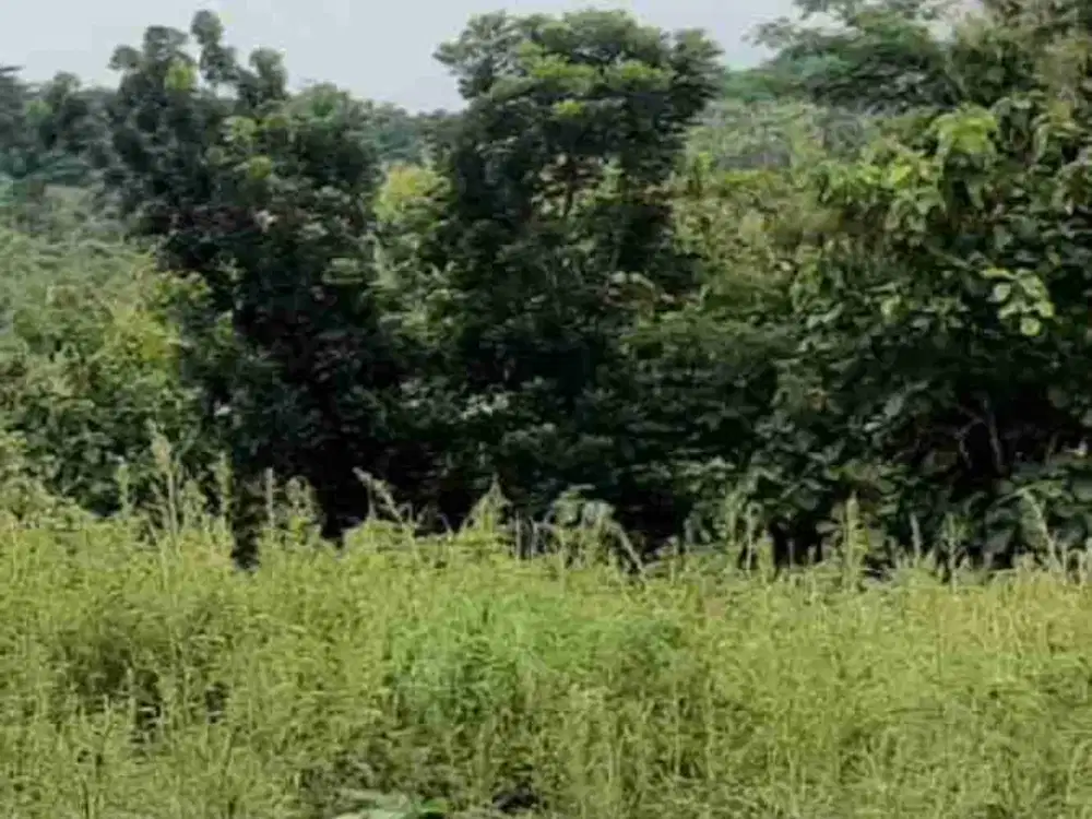 Dijual Tanah Perumahan Siap Bangun di Ngadirgo Mijen Semarang Jawa Tengah