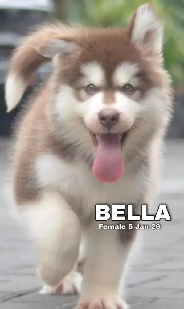 Alaskan malamute red betina •BELLA•