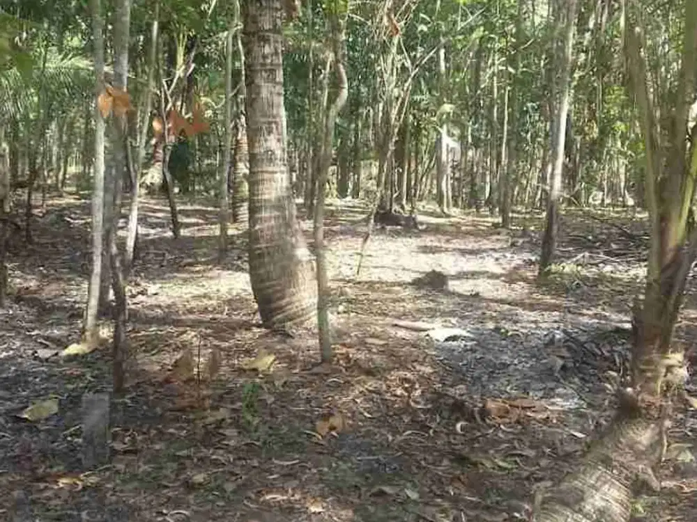 TANAH STRATEGIS MURAH DEKAT JL JOGJA - WATES ARGOREJO SEDAYU BANTUL YOGYA