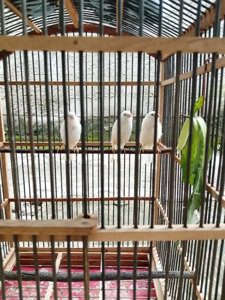Jual burung kenari anakan