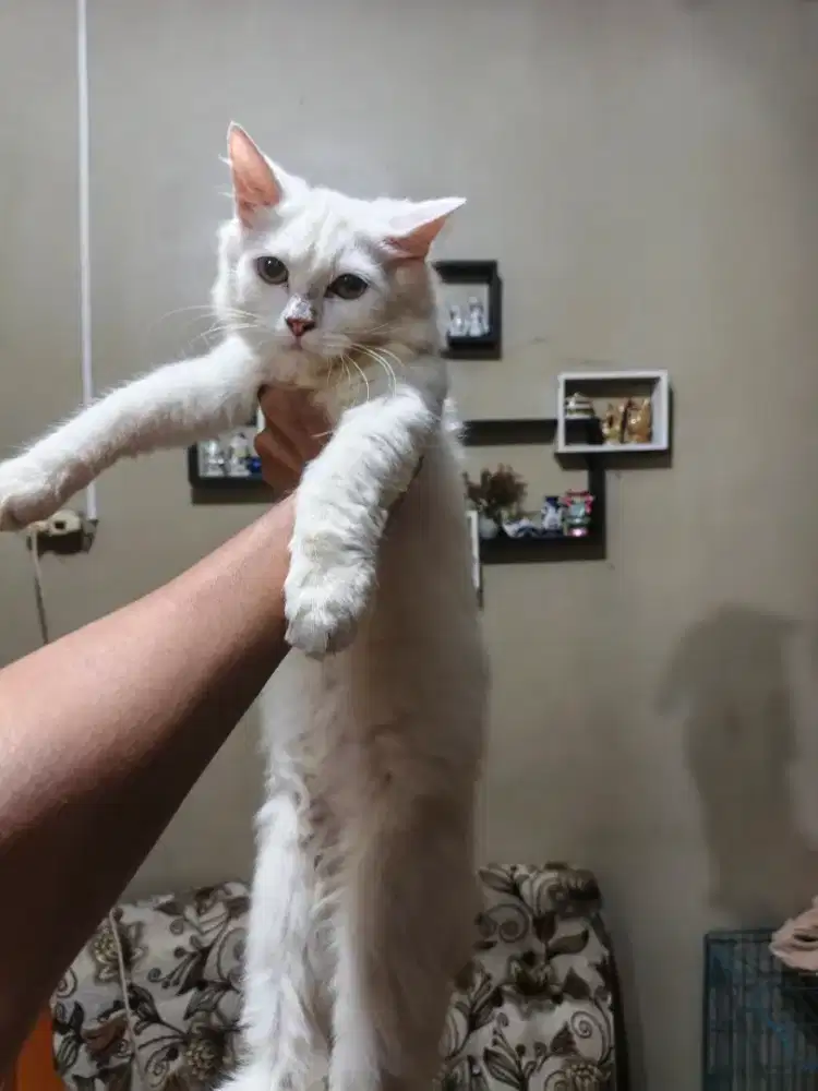 Lepas ado persia kitten