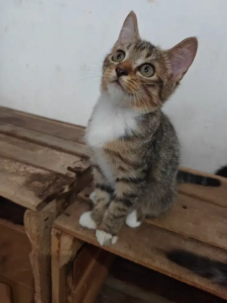 Free Adopt Kitten mix dome 4 bln