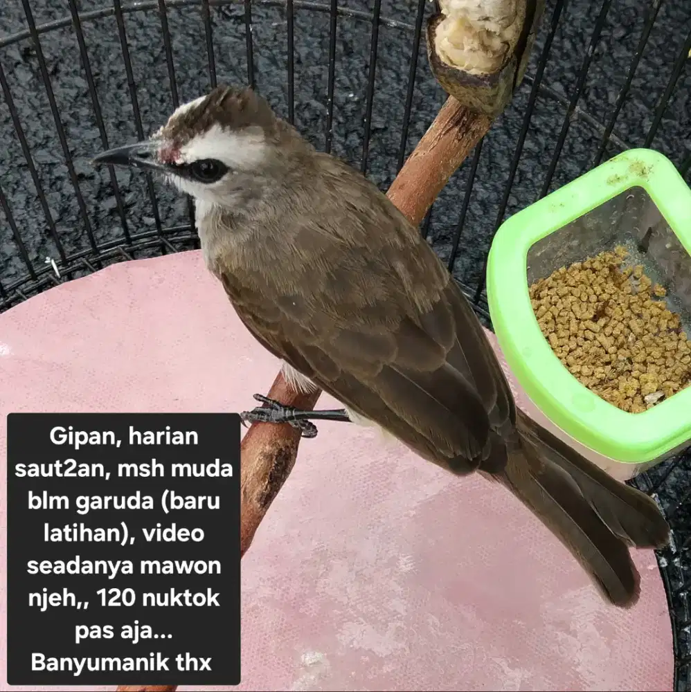 Trucukan bunyi gipan