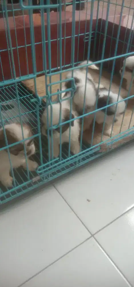 Anakan Shitzu jtn btn 5 Minggu