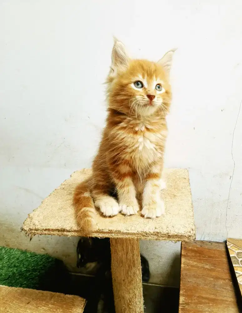 Kitten mainecoon jantan pure bkn mix. Induk ped cfa Maine coon