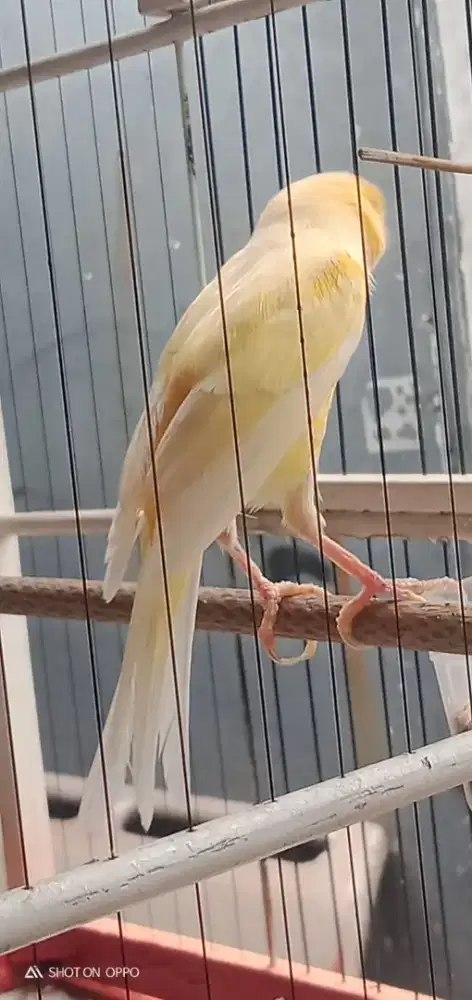 F1 LQ extrajos gacor dor