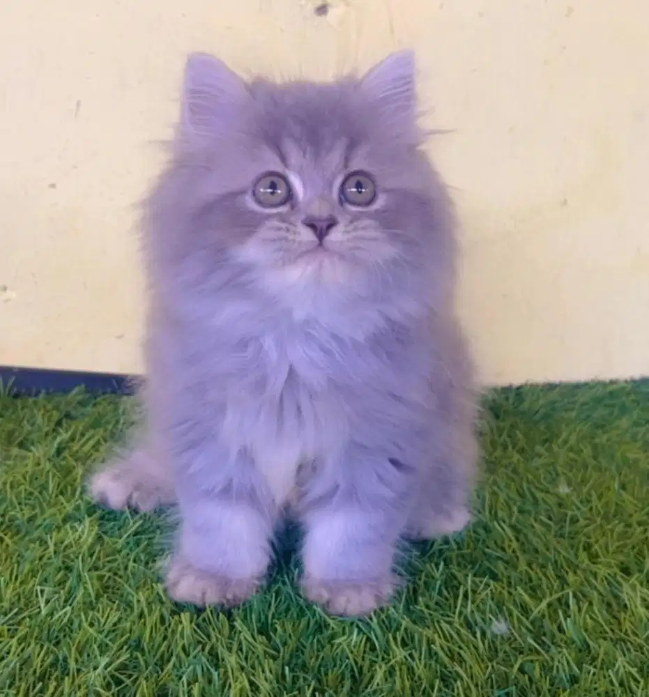 Kucing ras persia super gembul jantan 3 bln