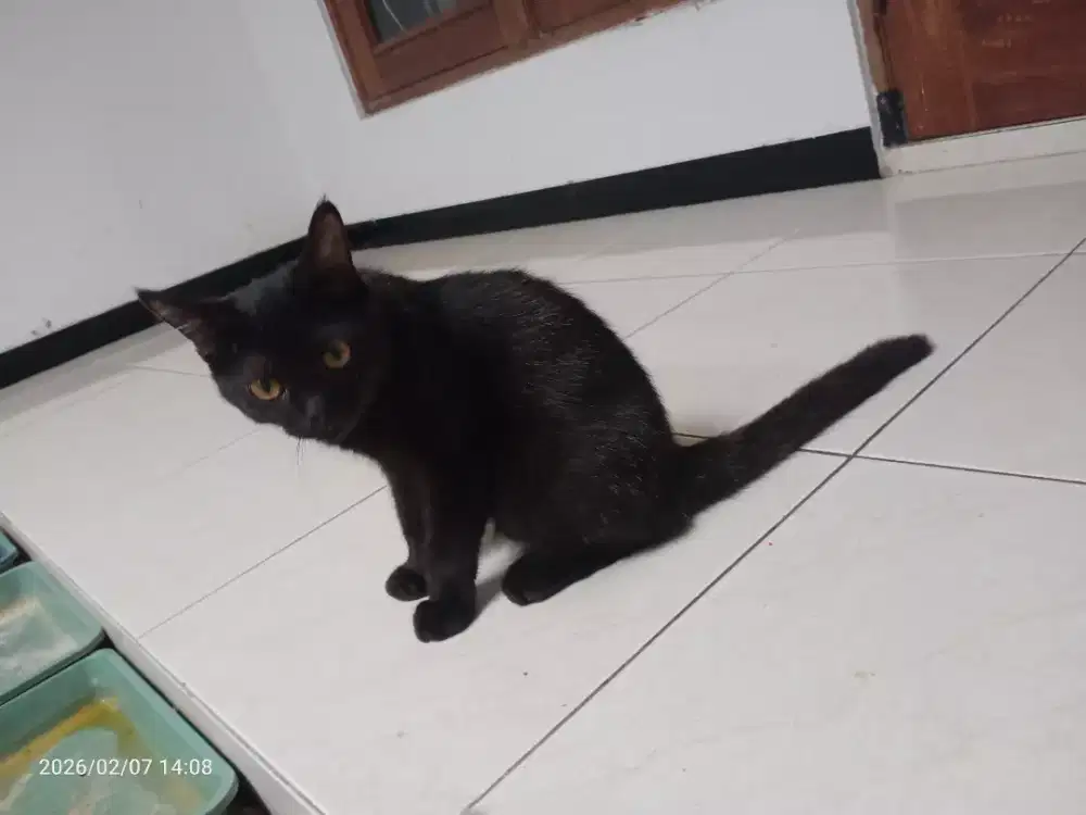 Kucing Persia Jantan short hair umur 4 bulan, sehat lucu penurut