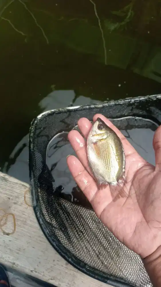 Bibit ikan tambakang . Bibit ikan tambak