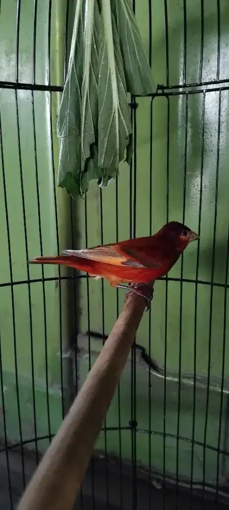 Silangan Kenari x red siskin