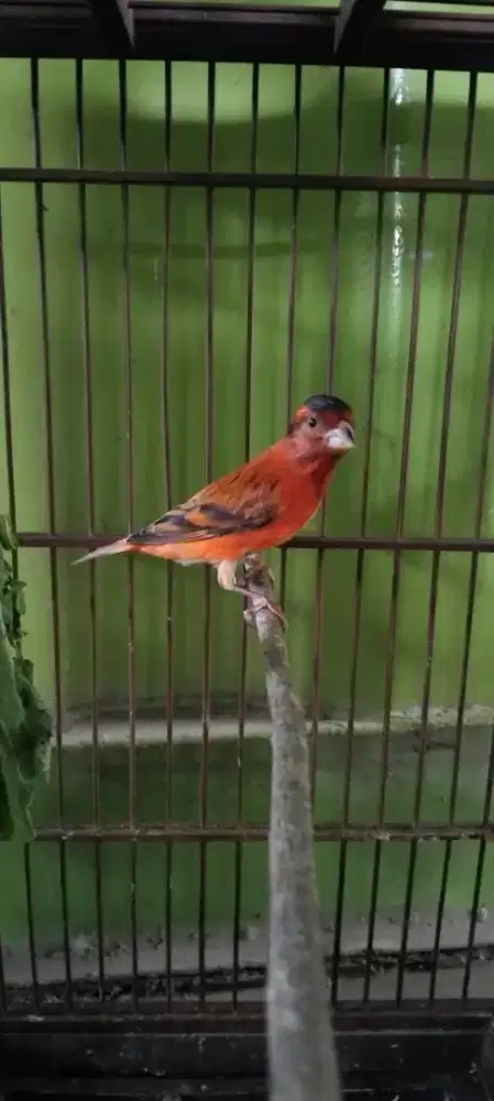 Silangan Kenari x red siskin