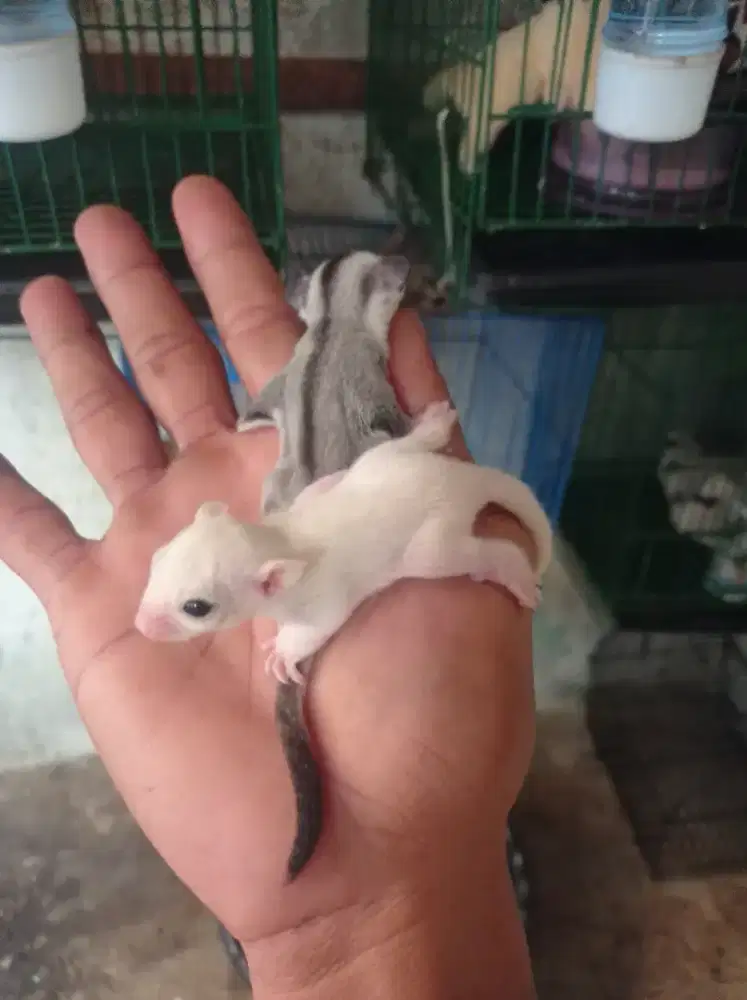 Sugar glider leu dan wf