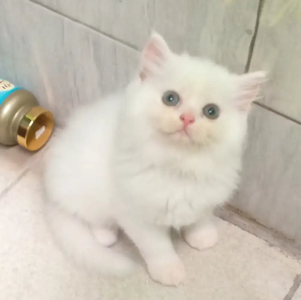 Dijual Cepat Perekor  Anak Kucing Persia Bulu Kapas