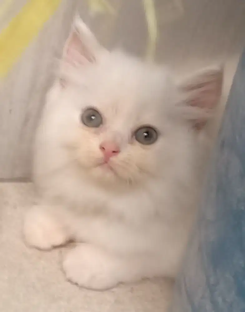 Dijual Cepat  Anak Kucing Persia Bulu Kapas