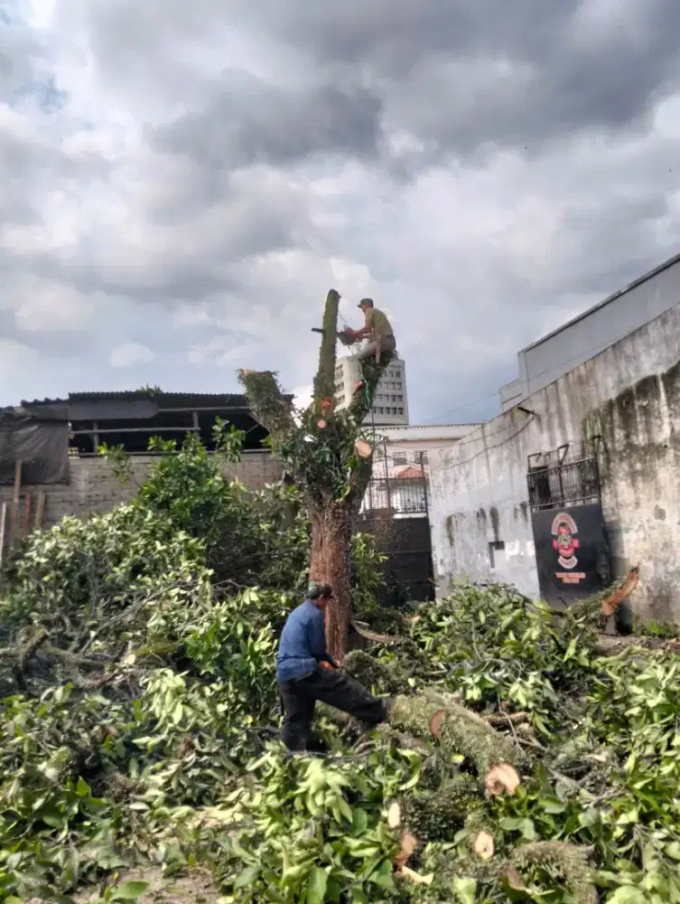 Jasa tebang pohon dan potong rumput