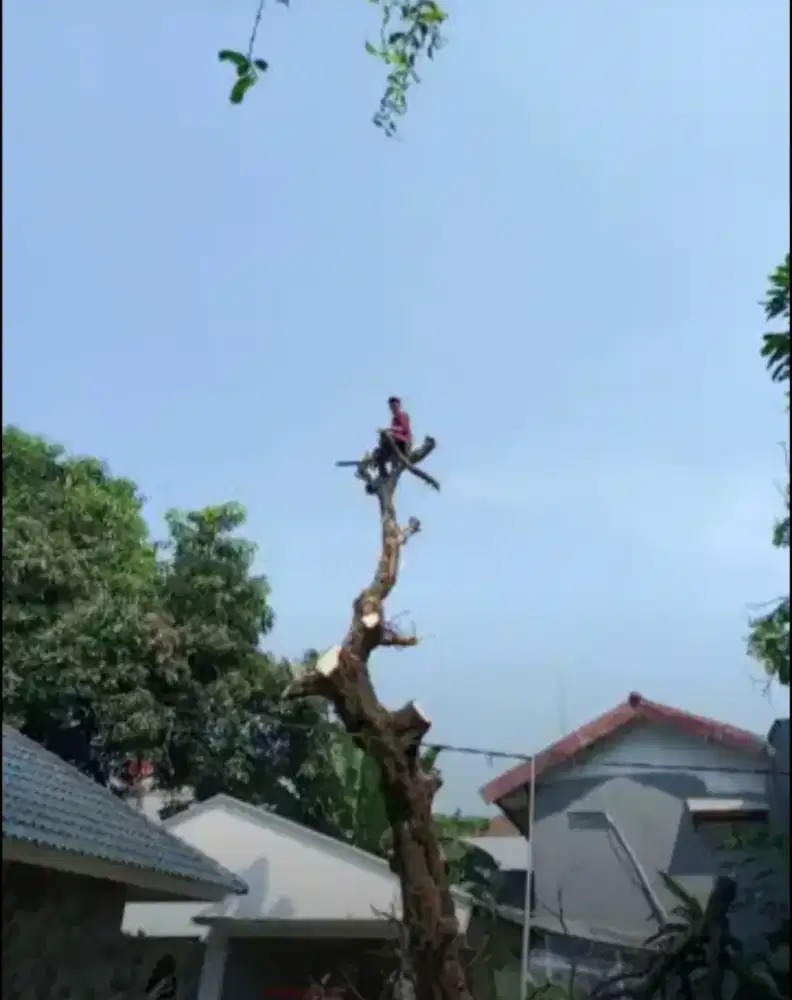 Jasa tebang pohon dan potong rumput