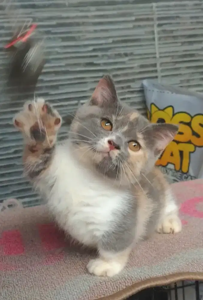 Kucing kitten munchkin bsh top standart (RH)